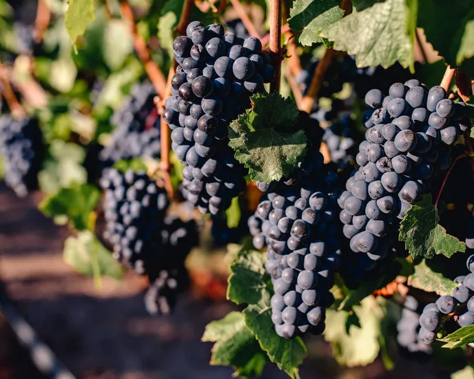 Hayworth Vinyward Grapes